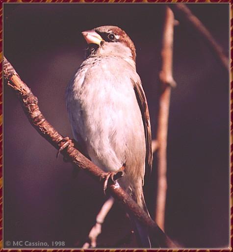 CassinoPhoto-CommonSparrow OnBranch.jpg