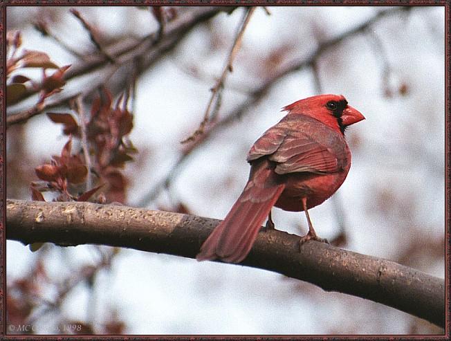 CassinoPhoto-cardinal-Male Perching on branch-RearView.jpg