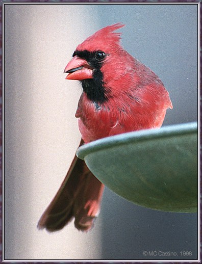 CassinoPhoto-cardinal-Perching on the edge of bird feeder.jpg