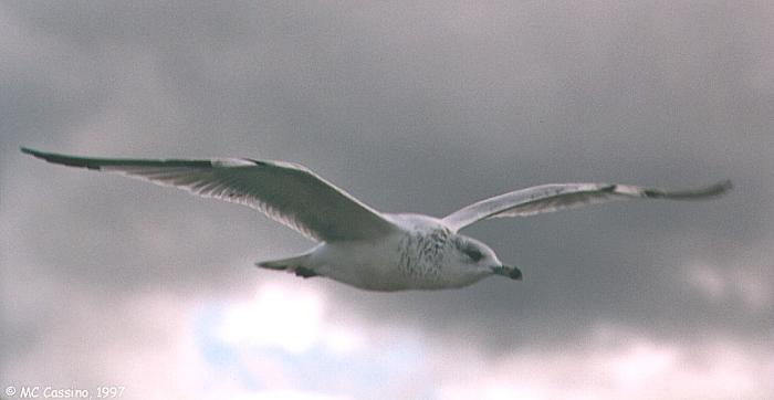 CassinoPhoto-gull12-CommonGull in flight.jpg