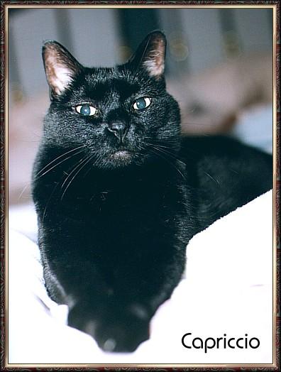 CassinoPhoto-mc01-Black House Cat-Capriccio.jpg