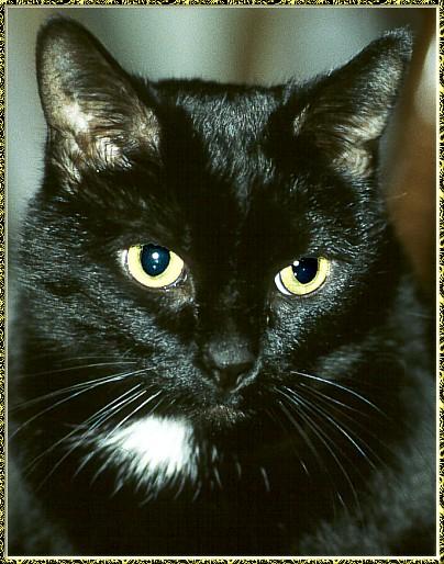 CassinoPhoto-mc02-Black House Cat-face closeup.jpg
