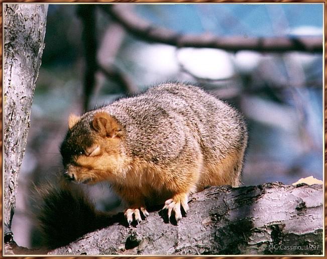 CassinoPhoto-mc03-American Fox Squirrel-on tree.jpg