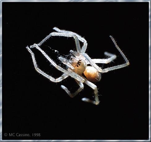 CassinoPhoto-mc07-Common House Spider-closeup.jpg