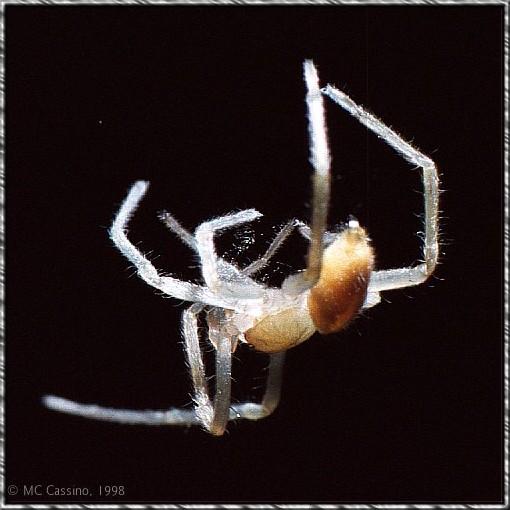 CassinoPhoto-mc09-Common House Spider-closeup.jpg