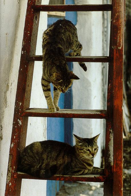 CatsInSun03-House Cats-by Stellactica.jpg