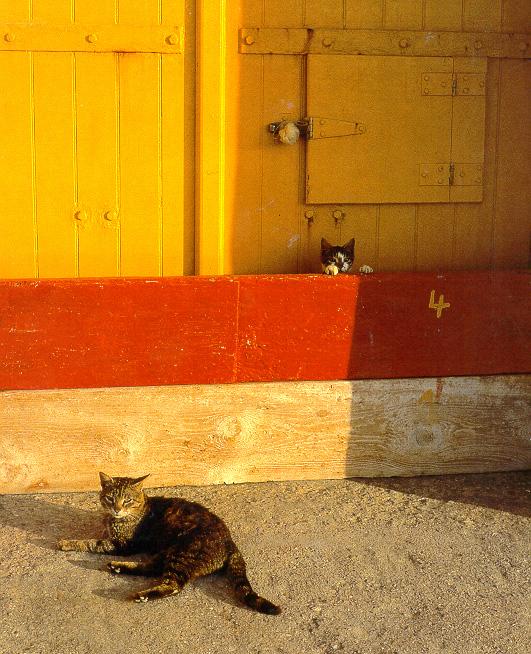 CatsInSun09-House Cats-by Stellactica.jpg