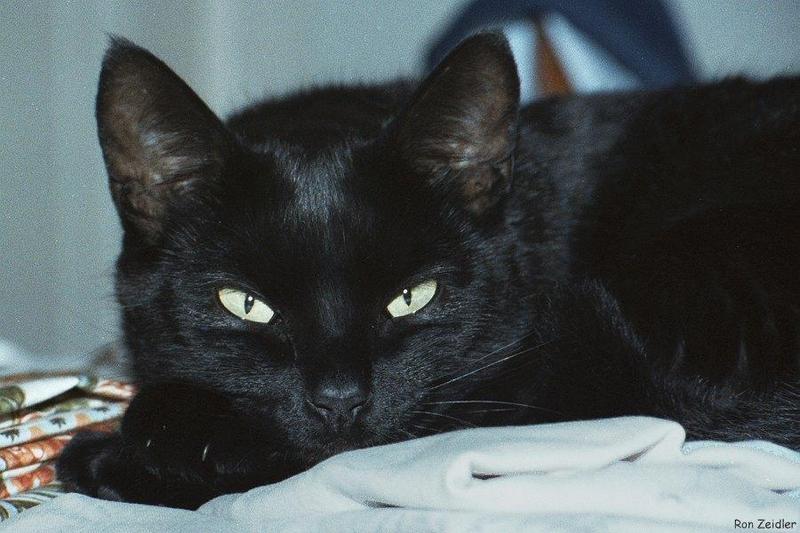 Chantilly the Black Cat-portrait-by Ron Zeidler.jpg