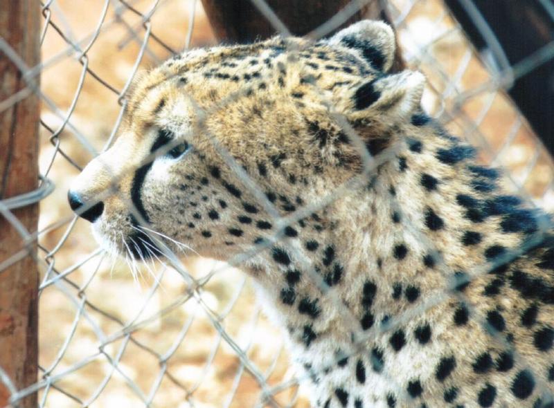 Cheetah in cage-by Darren New.jpg