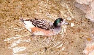 ChiloeWigeon-Duck-Floating-by Dan Cowell.jpg