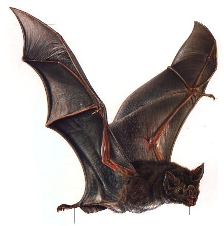 Chiroptera-Common Vampire Bat-Desmodus rotundus.jpg