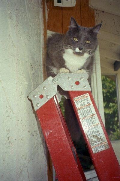 Climbing Nicky-Gray House Cat-by Elizabeth Lawrence.jpg