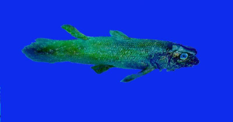 Coelacanth J01-Closeup.jpg