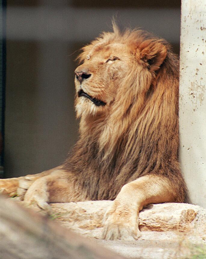 Coollion001-African Lion Male-by Ralf Schmode.jpg