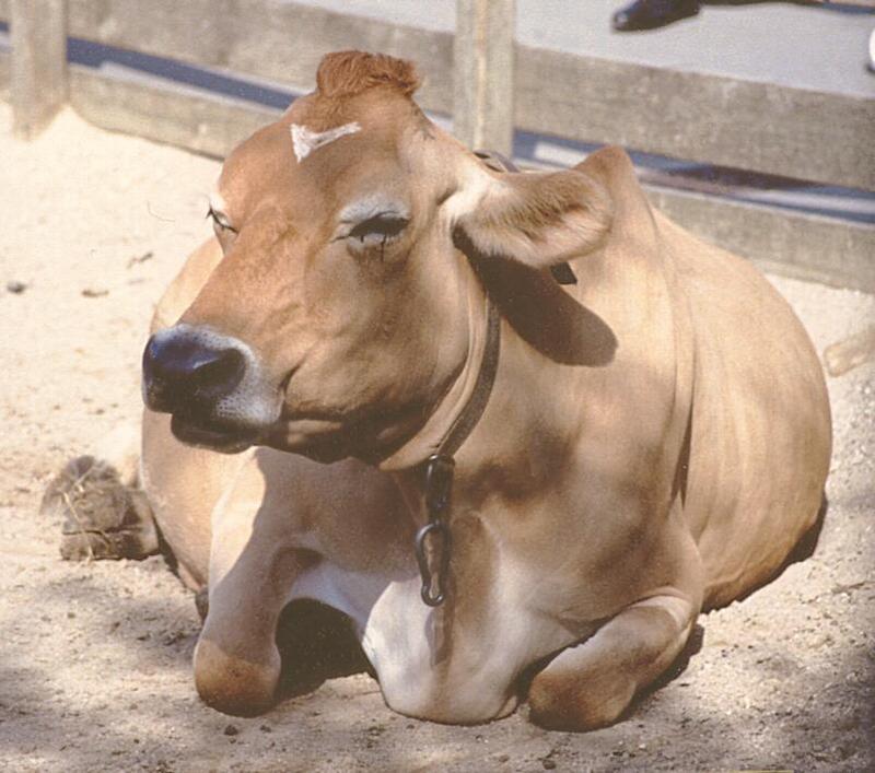 Cow1-resting on ground-by Ralf Schmode.jpg