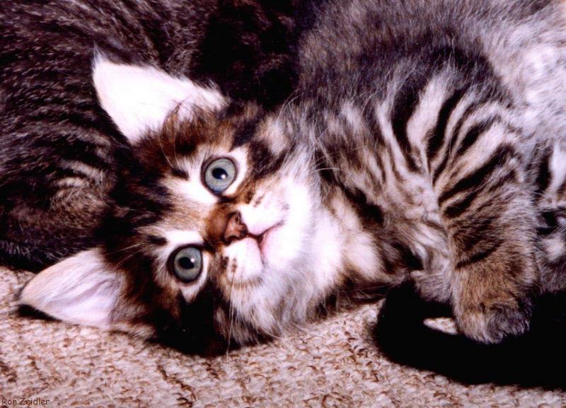 Cute-House Cat Kitten-face closeup-by Ron Zeidler.jpg