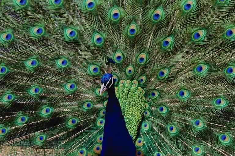 DE-PAUW-Peacock.jpg-by Trudie Waltman.jpg