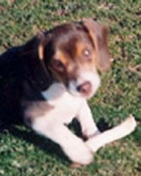 DaZee-Beagle Dog-by Missy.jpg