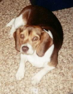 DaZee-Mae-Beagle Dog-by Missy.jpg