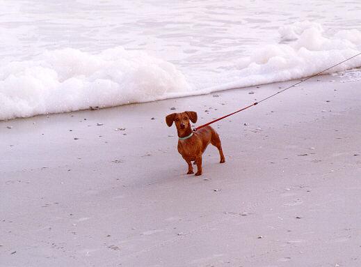 Dach02-Dachshund Dog-on beach-by S Thomas Lewis.jpg