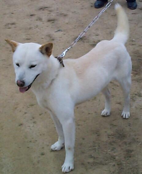 Dcp00103-Jindogae-or-Chindo-dog-Korean Dog Breed.jpg