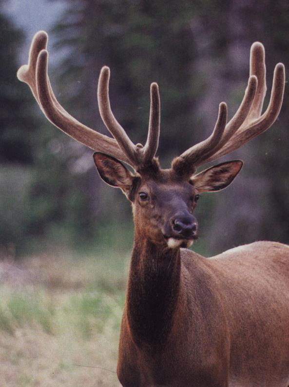 Deer-Elk-portrait face closeup-by Linda Bucklin.jpg