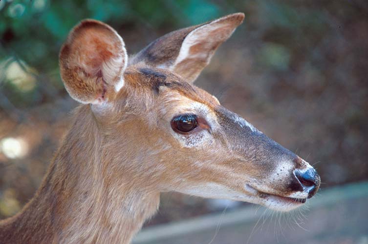 Deer face-by Shirley Curtis.jpg