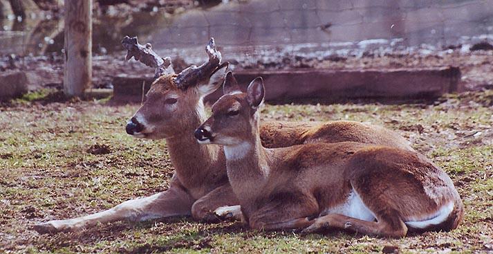 Deer pair-by Denise McQuillen.jpg