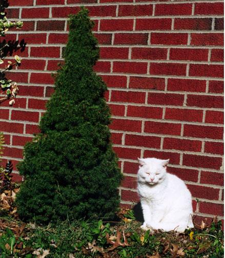 Delilah evergreen-White House Cat-by Denise McQuillen.jpg