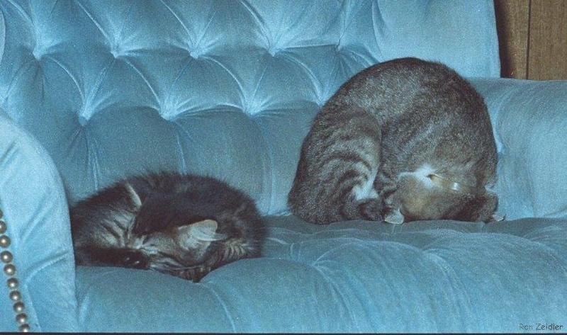 Denial 3b-House Cats-sleeping on sofa-by Ron Zeidler.jpg