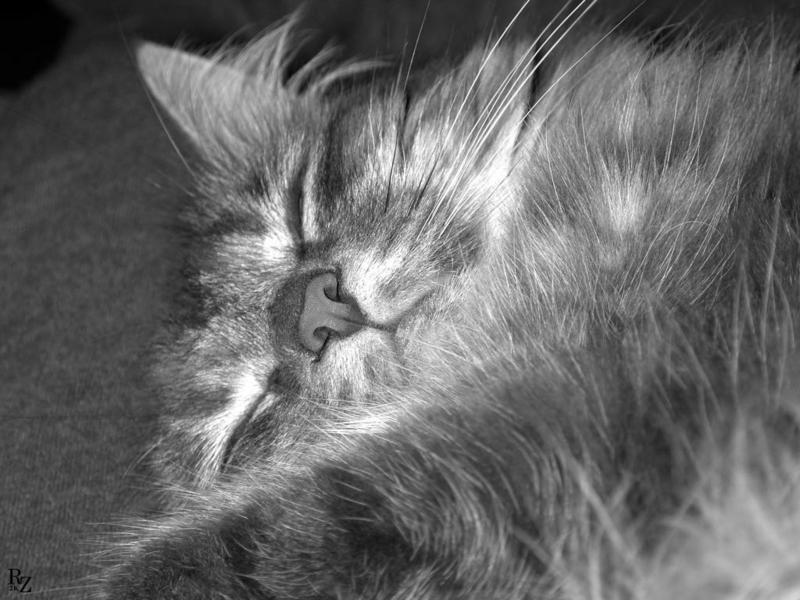 DoNotDisturb-House Cat sleeping-by Ron Zeidler.jpg