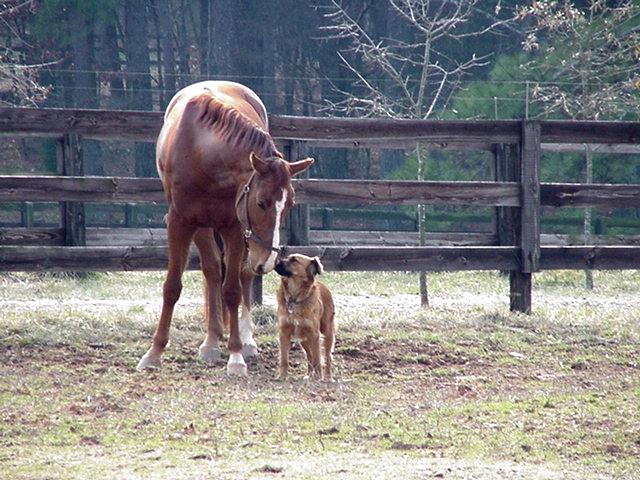 Dog10a-with Horse-by Todd Rowe.jpg
