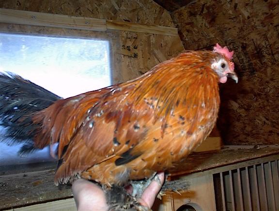 Domestic Chicken-Mille Fleur Bantam Rooster-by Bryan Beneitone.jpg