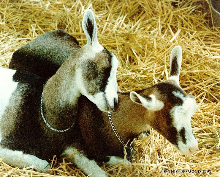 Domestic goats in love-by Dennis Desmond.jpg