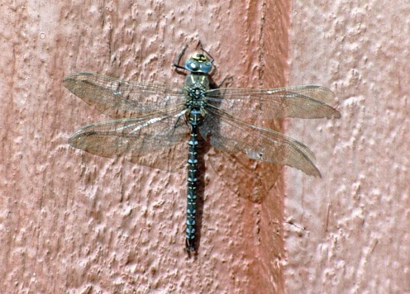 Dragonfly-from Sweden-on wall-by Ralf Schmode.jpg