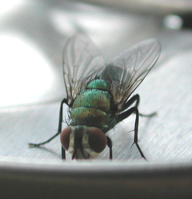 Dscn1092-Common House Fly-by Steven Spach.jpg