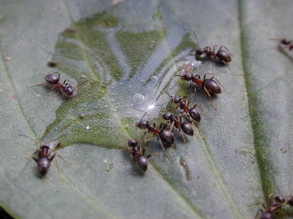 Dscn1272-Formicidae-Common Ants-by Erich Mangl.jpg
