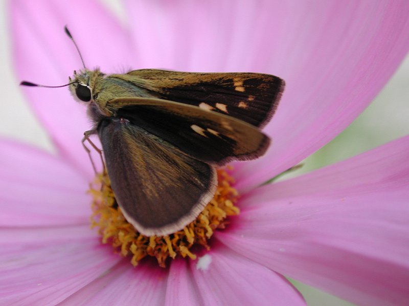 Dscn1275-Butterfly on flower-by Steven Spach.jpg