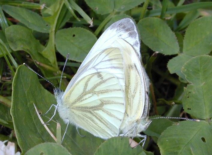 Dscn1285-Unidentified White Butterfly-by Erich Mangl.jpg