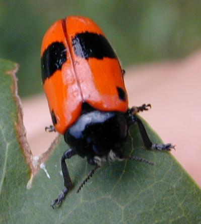 Dscn1311-Unidentified Ladybug-by Erich Mangl.jpg