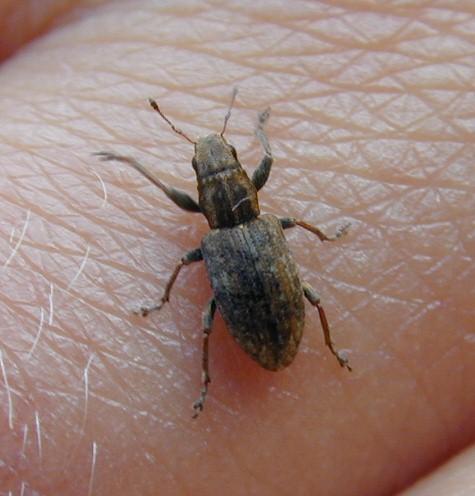 Dscn1325-Unidentified Beetle-by Erich Mangl.jpg