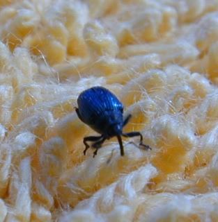 Dscn1331-Unidentified Blue Weevil-by Erich Mangl.jpg