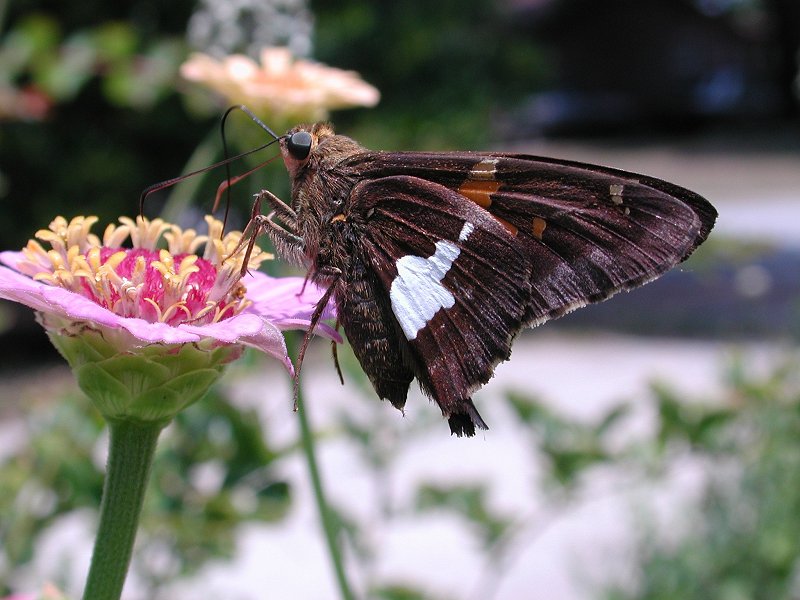 Dscn2031-Butterfly on flower-by Steven Spach.jpg