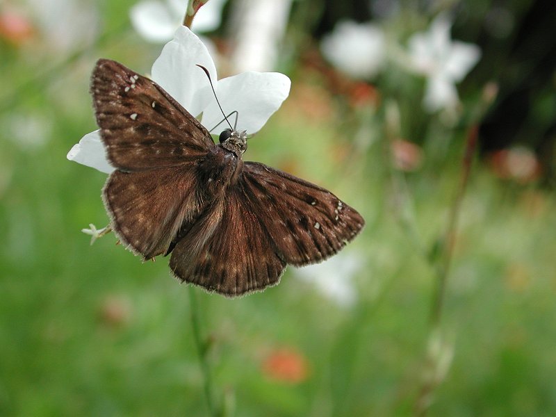 Dscn2557-Butterfly on flower-by Steven Spach.jpg