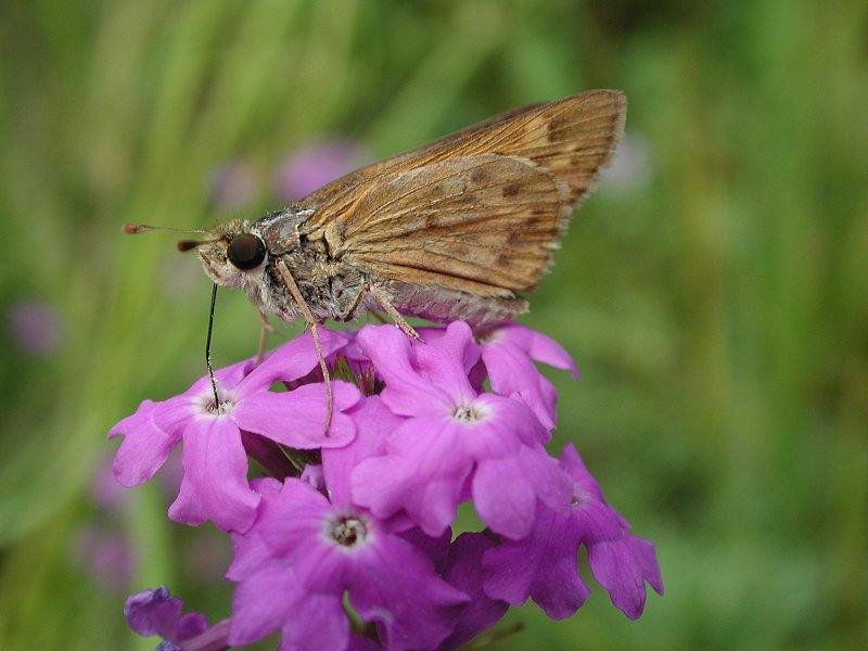 Dscn2802-Butterfly on flower-by Steven Spach.jpg