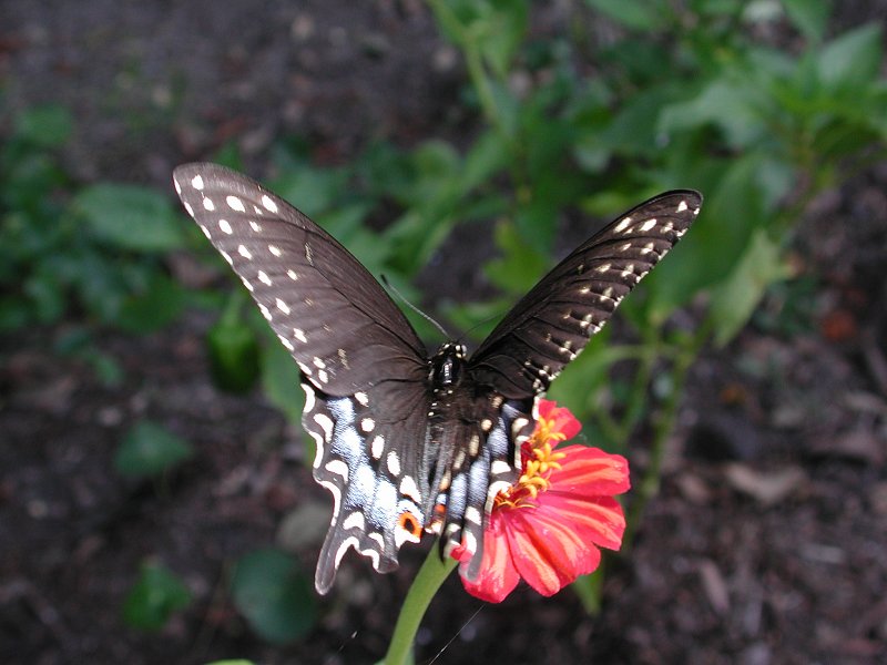 Dscn4036-Swallowtail Butterfly-by Steven Spach.jpg