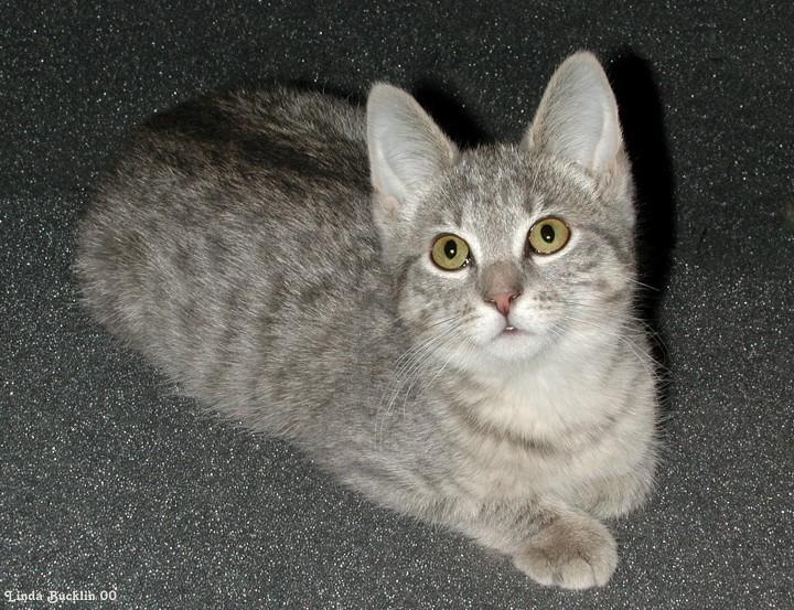 Dscn6438-Gray House Cat Kitten-by Linda Bucklin.jpg