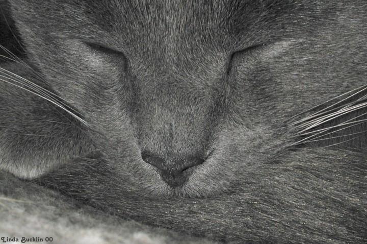 Dscn6912 sm-Gray House Cat-by Linda Bucklin.jpg