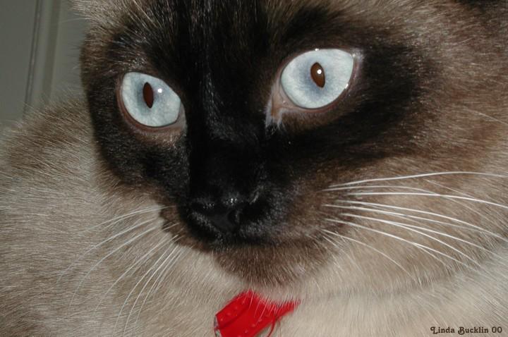 Dscn7042-Siamese House Cat face-by Linda Bucklin.jpg