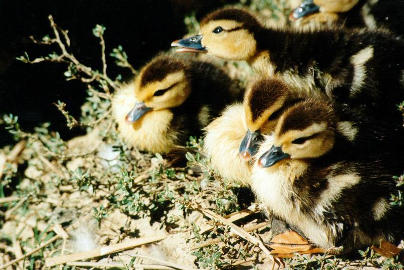 Ducklings02-by S Thomas Lewis.jpg